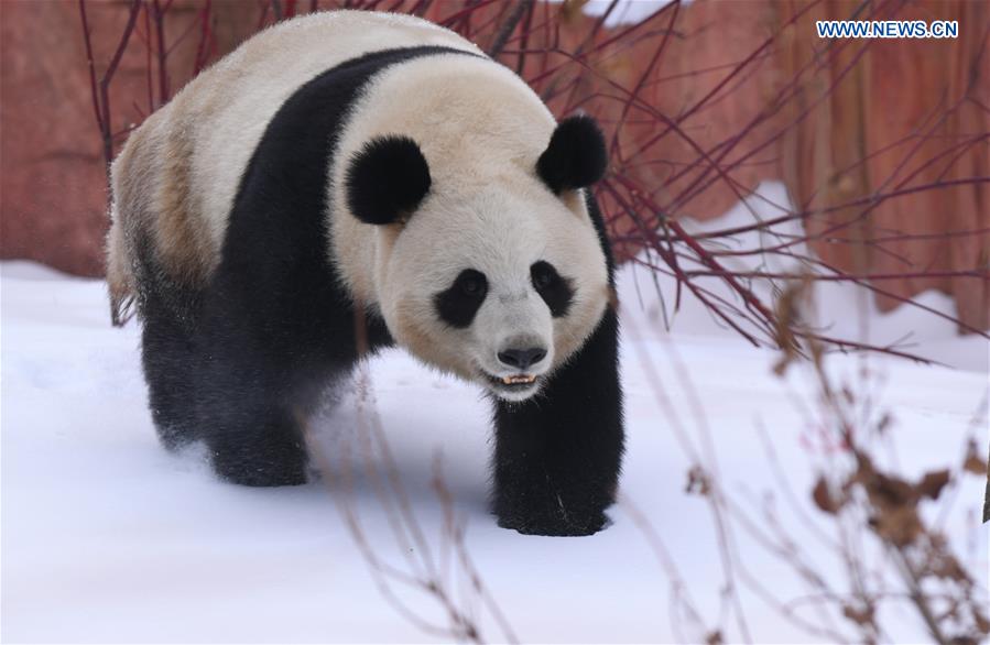 CHINA-JILIN-CHANGCHUN-GIANT PANDA-WINTER-ACTIVITY (CN)