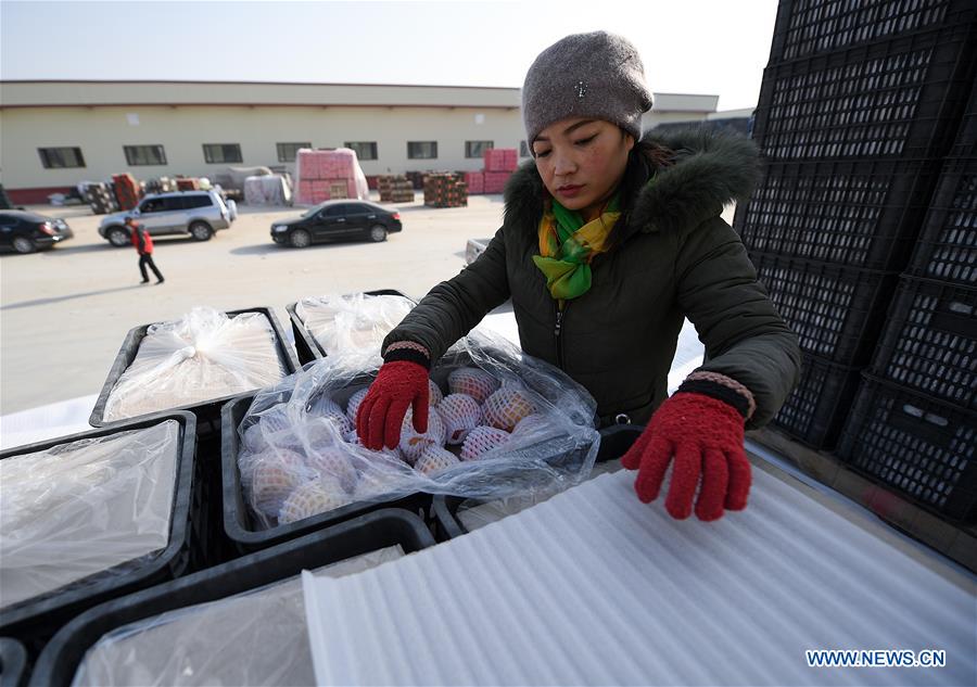 CHINA-XINJIANG-AKSU-APPLE (CN)