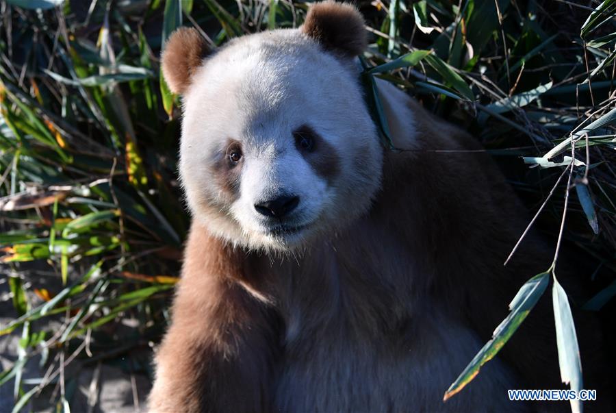 CHINA-SHAANXI-XI'AN-CAPTIVE BROWN AND WHITE GIANT PANDA