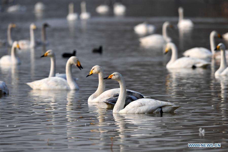 CHINA-SHANXI-WILD SWAN-WINTER HABITAT (CN)