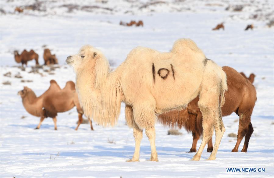 CHINA-XINJIANG-JEMINAY-CAMEL (CN)