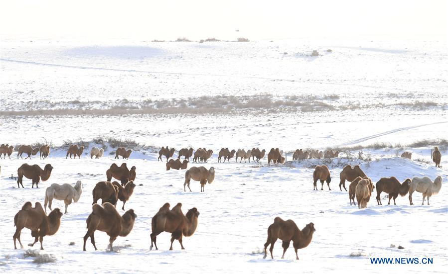 CHINA-XINJIANG-JEMINAY-CAMEL (CN)