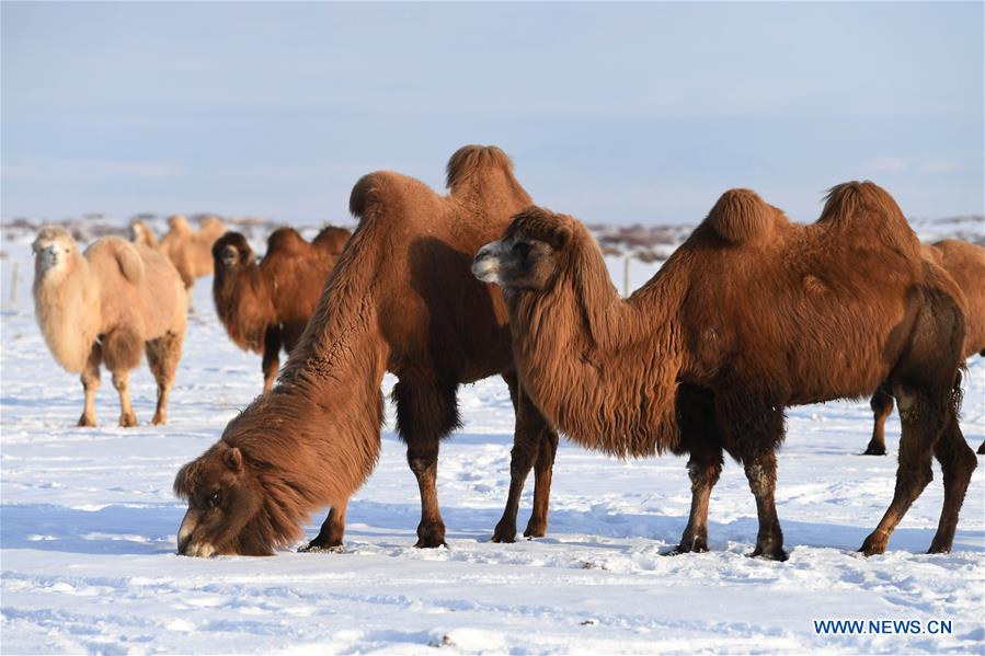 CHINA-XINJIANG-JEMINAY-CAMEL (CN)