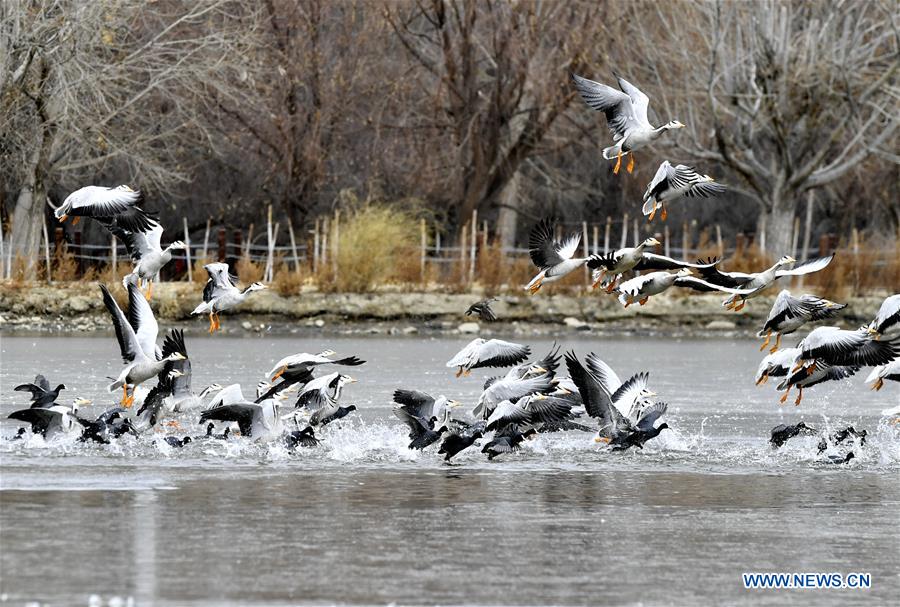 CHINA-TIBET-LHASA-LHALU WETLAND (CN)