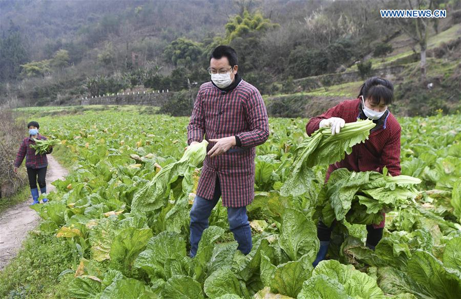 CHINA-CHONGQING-CORONAVIRUS-VEGETABLE SUPPLY (CN)