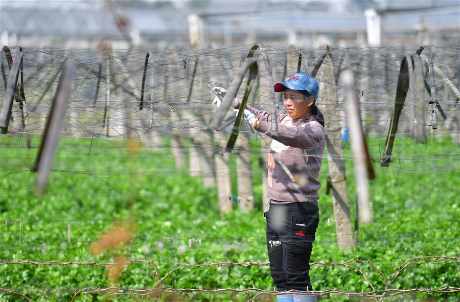 CHINA-GUANGXI-SPRING PLOUGHING(CN)