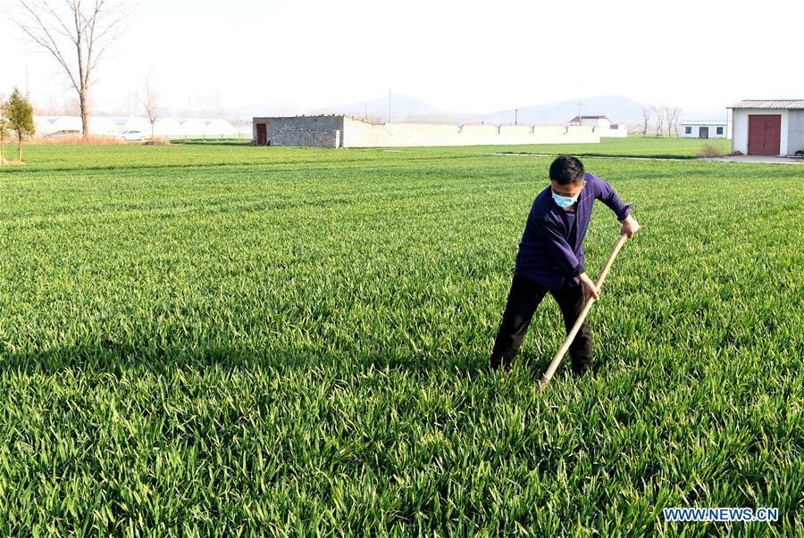 CHINA-HENAN-JIAXIAN-FARMING (CN)