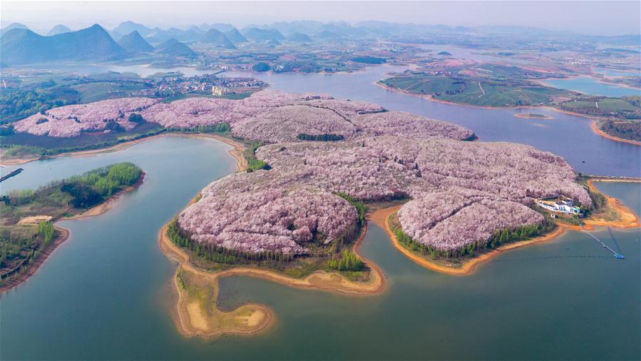 CHINA-GUIZHOU-GUIAN-CHERRY BLOSSOMS (CN)