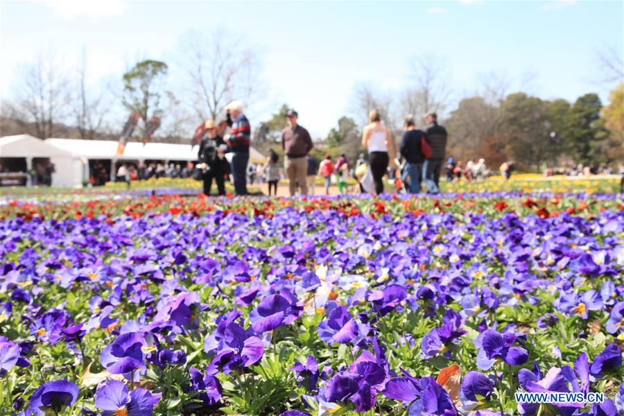 AUSTRALIA-CANBERRA-FLOWER FESTIVAL 