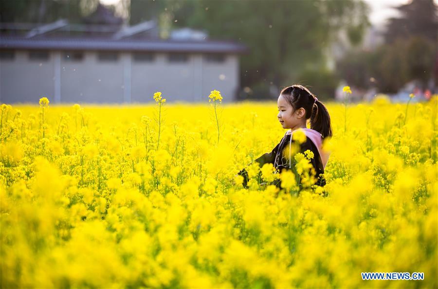 CHINA-HEBEI-COLE FLOWER-SCENERY (CN)