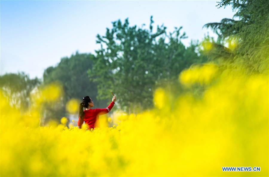 CHINA-HEBEI-COLE FLOWER-SCENERY (CN)