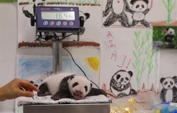 Activity held to celebrate one-month birthday of twin panda cubs in Belgium