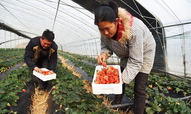 Strawberry plantation helps couple shake off poverty in Rizhao, Shandong