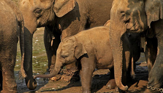 In pics: Pho Kyar Elephant Camp in Myanmar