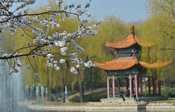 Apricot flowers in full blossom in north China's Shanxi