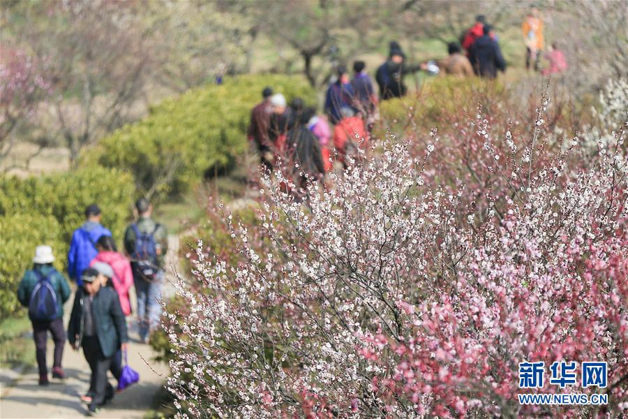 #（社會(huì)）（4）江蘇南京：梅花綻放引客來(lái)