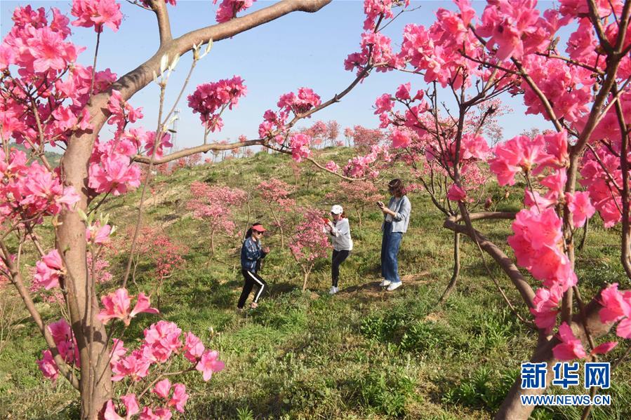 #（環境）（2）花開在四月