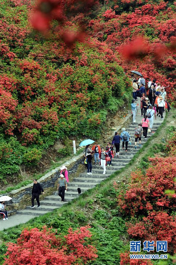 （環境）（3）杜鵑競放引客來