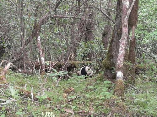 黃龍現野生大熊貓工作人員首次近距離實地拍攝