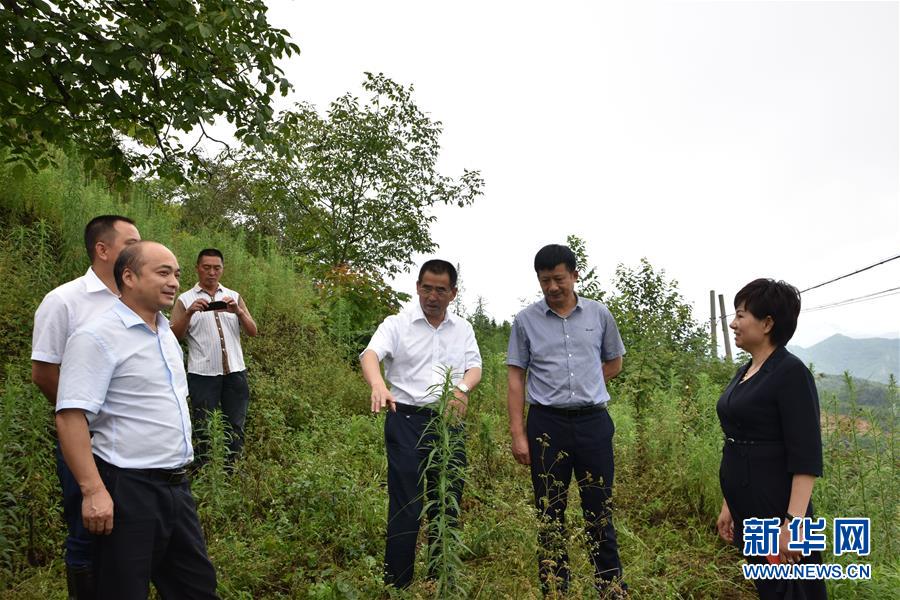 （新華全媒頭條·圖文互動）（3）安吉白茶奔向扶貧一線——浙江黃杜村農民黨員先富幫后富向貧困地區捐贈“扶貧苗”