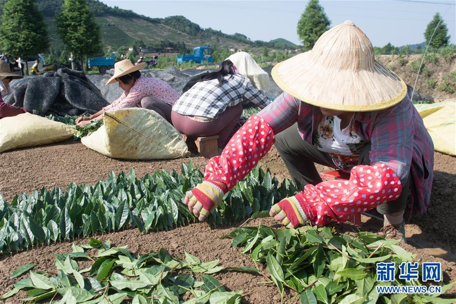 （新華全媒頭條·圖文互動）（7）安吉白茶奔向扶貧一線——浙江黃杜村農民黨員先富幫后富向貧困地區捐贈“扶貧苗”