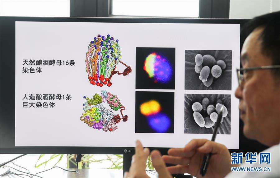 （新華全媒頭條·圖文互動(dòng)）（3）人造單條染色體真核細(xì)胞問世　我國(guó)開啟合成生物學(xué)研究新時(shí)代