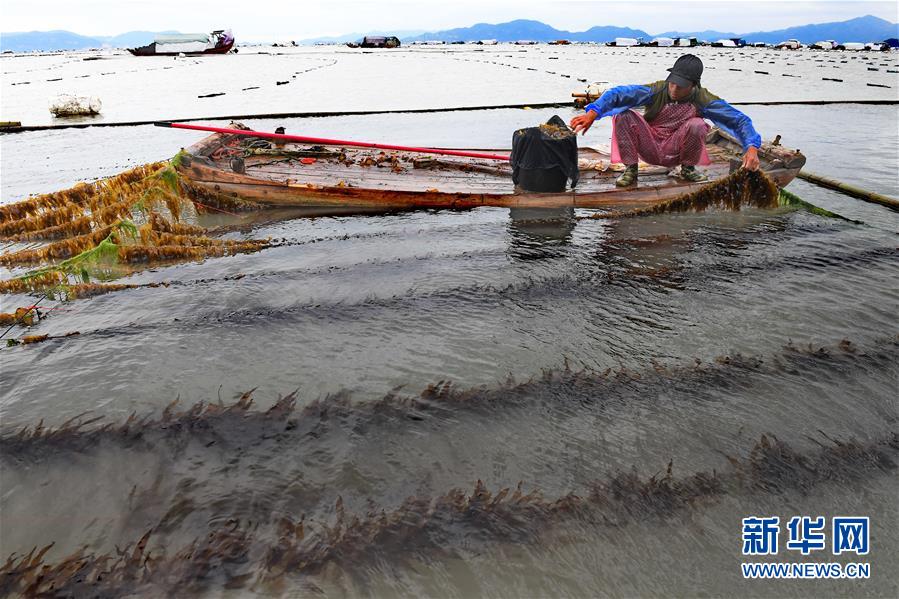 （經濟）（2）福建霞浦：漁民海上忙冬播 