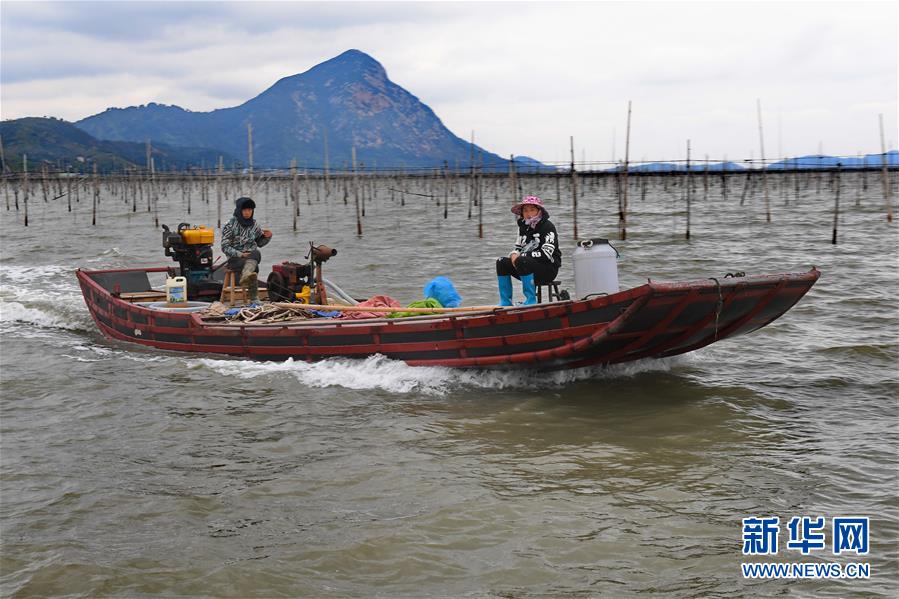 （經濟）（3）福建霞浦：漁民海上忙冬播 