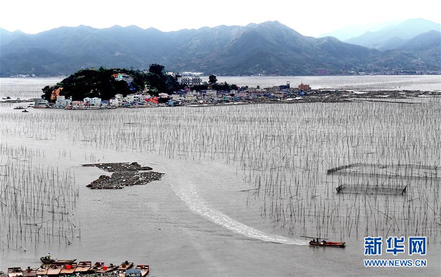 （經濟）（5）福建霞浦：漁民海上忙冬播 