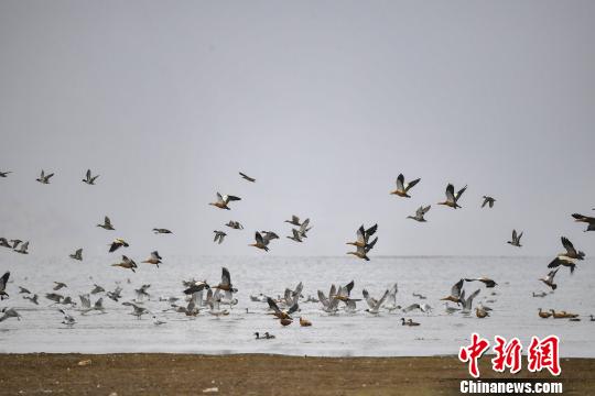 香格里拉“綠肺”納帕海：修復濕地生態變身候鳥天堂