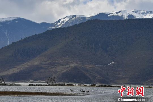 圖為在納帕海濕地棲息的候鳥。　劉冉陽 攝