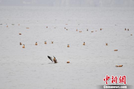 圖為在納帕海濕地棲息的候鳥。　劉冉陽 攝