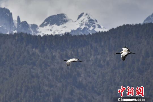 圖為在納帕海濕地上空飛翔的黑頸鶴。　劉冉陽 攝