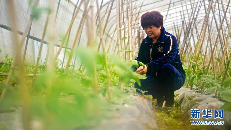 （鄉村振興·圖文互動）（1）“生活的滋味都在泡菜里”——江西瑞金“華嬤嬤”奮斗記