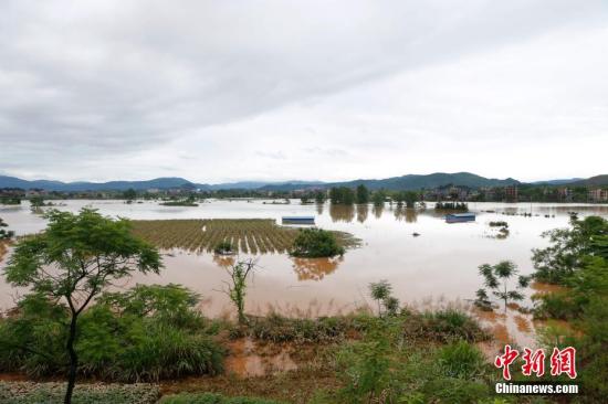 資料圖：湖南省臨武縣武水鎮(zhèn)、南強(qiáng)鎮(zhèn)、汾市鎮(zhèn)、水東鎮(zhèn)、金江鎮(zhèn)等鄉(xiāng)鎮(zhèn)遭遇特大暴雨襲擊，導(dǎo)致大量民房和農(nóng)田被淹。據(jù)不完全統(tǒng)計(jì)，該縣數(shù)千戶民房被淹，數(shù)十萬(wàn)畝農(nóng)田、果園、煙田被淹斷收，直接經(jīng)濟(jì)損失達(dá)數(shù)千萬(wàn)元。災(zāi)情發(fā)生后，當(dāng)?shù)卣跋嚓P(guān)部門第一時(shí)間奔赴受災(zāi)鄉(xiāng)鎮(zhèn)轉(zhuǎn)移群眾，察看災(zāi)情并積極組織村民排澇自救、發(fā)放救災(zāi)物資、開(kāi)展保險(xiǎn)理賠等工作。目前救災(zāi)工作正在有序進(jìn)行，無(wú)人員傷亡。唐盛歡 攝