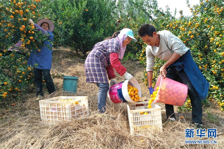 （脫貧攻堅·圖文互動）（1）“豐收圖”里述脫貧