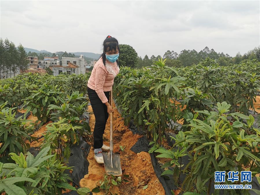 （圖文互動）（4）與疫情抗爭 與春光同行——廣西農村春耕備耕一線觀察