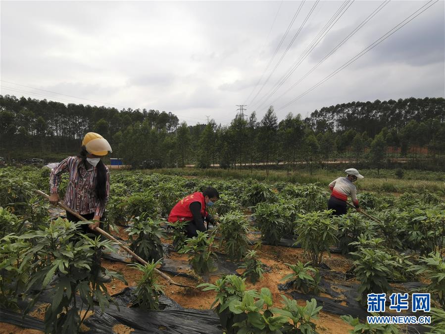 （圖文互動）（6）與疫情抗爭 與春光同行——廣西農村春耕備耕一線觀察