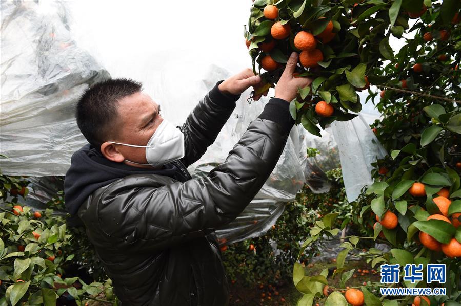 （圖文互動）（8）與疫情抗爭 與春光同行——廣西農村春耕備耕一線觀察