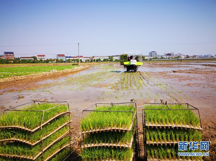 （聚焦農業復工復產·圖文互動）（2）發力“單改雙” ——水稻大省湖南的雙季稻攻堅戰