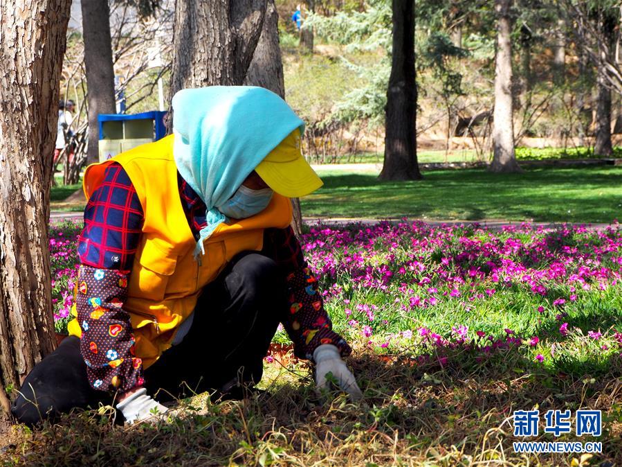 （圖文互動）（2）特寫：西寧花事