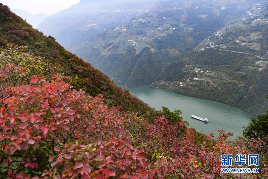 （新華全媒頭條·圖文互動）（12）待到滿山紅葉時(shí)——三峽重慶庫區(qū)踐行新發(fā)展理念面面觀