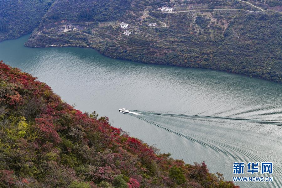 （新華全媒頭條·圖文互動）（14）待到滿山紅葉時(shí)——三峽重慶庫區(qū)踐行新發(fā)展理念面面觀