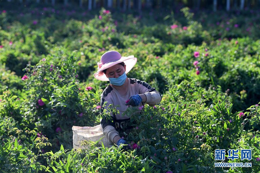 （決戰決勝脫貧攻堅·聚焦三區三州·圖文互動）（3）號角聲里看于田——來自庫爾班大叔故鄉的脫貧報告