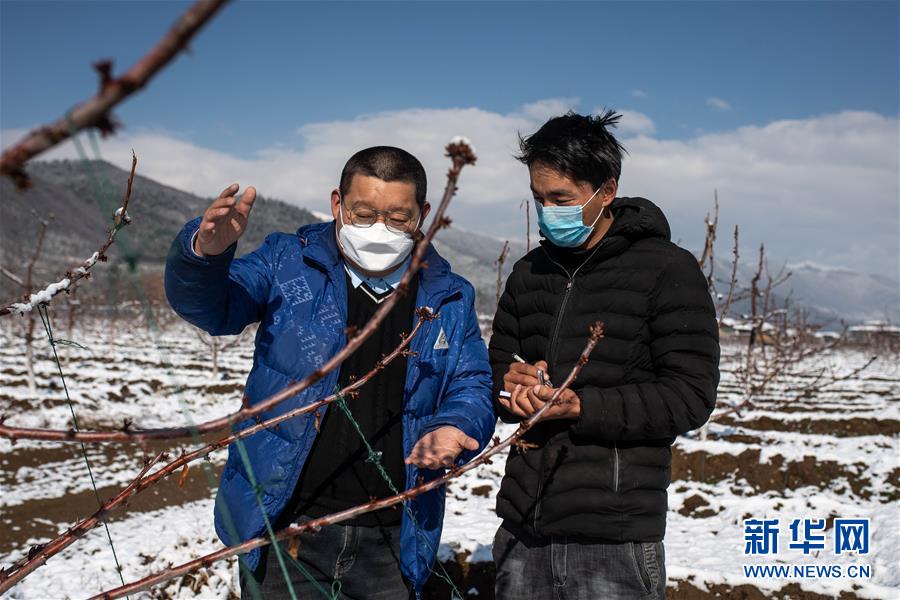 （決戰決勝脫貧攻堅·聚焦三區三州·圖文互動）（4）拓展新天地——云南迪慶藏區“新產業”掠影