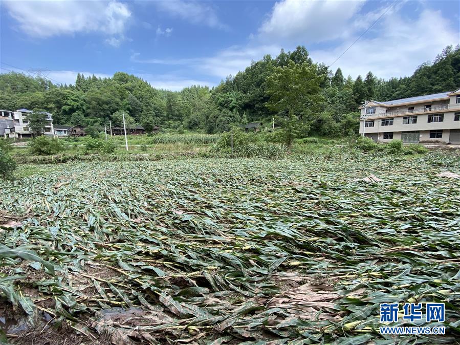 （防汛抗洪·圖文互動）（4）山洪襲來前，澧水河畔大轉移