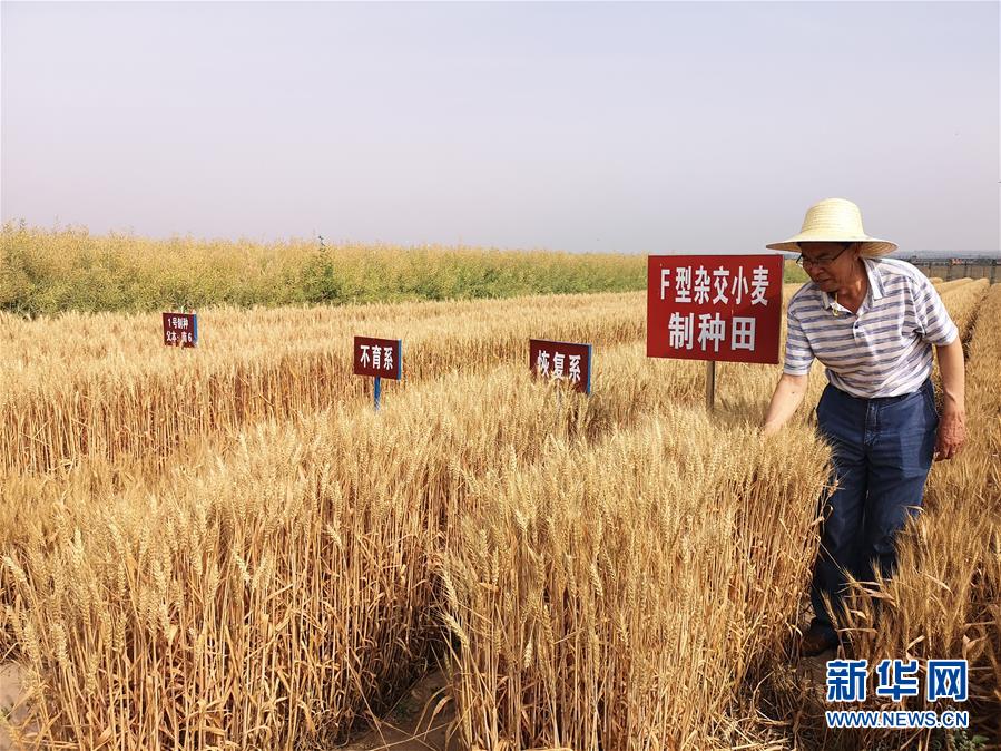 （在習近平新時代中國特色社會主義思想指引下——新時代新作為新篇章·習近平總書記關切事·圖文互動）（3）讓百姓吃得飽還要吃得好——夯實糧食安全基礎端牢中國飯碗