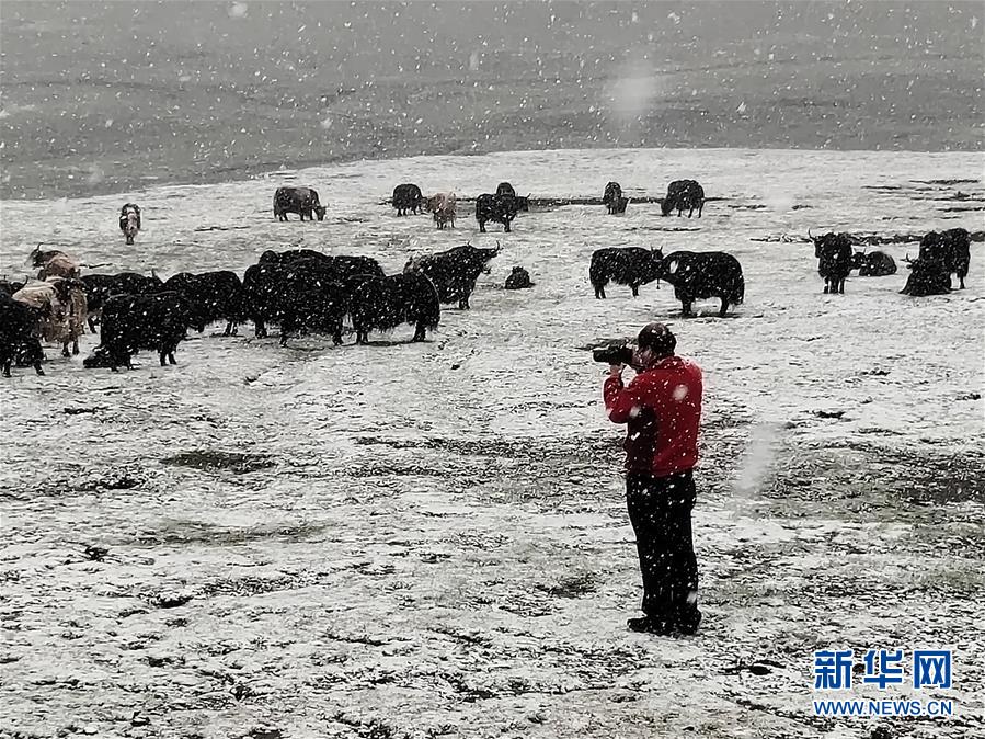 （新時代擔當作為典型·圖文互動）（3）草地生態專家趙新全：情深不舍三江源