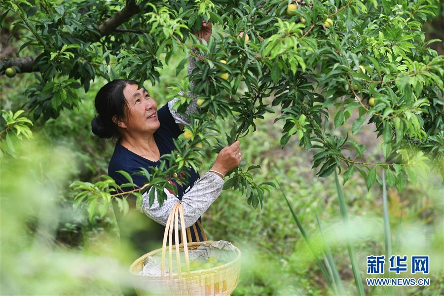 （新華全媒頭條·走向我們的小康生活·圖文互動）（7）大城大鄉的“幸福協奏曲”——重慶推動高質量發展創造高品質生活紀事