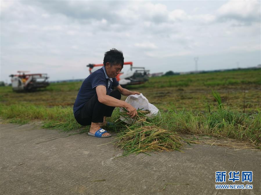 （新華視點·聚焦餐桌外的浪費·圖文互動）（1）顆粒歸倉為何難實現(xiàn)？我國糧食收割環(huán)節(jié)損失驚人